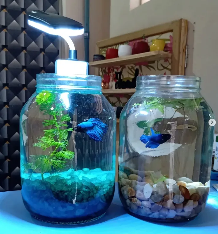 Dois aquários com peixes betta azuis